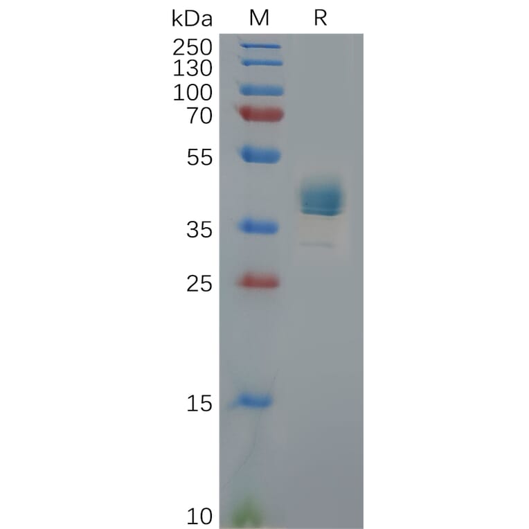 SDS-PAGE - Recombinant Human CXCR3 Protein (Fc Tag) (A317958) - Antibodies.com