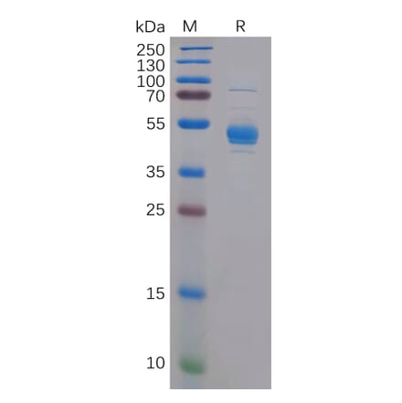 SDS-PAGE - Recombinant Human CLEC2D Protein (Fc Tag) (A317959) - Antibodies.com