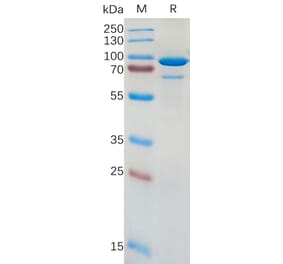 SDS-PAGE - Recombinant Human CD73 Protein (Fc Tag) (A317962) - Antibodies.com