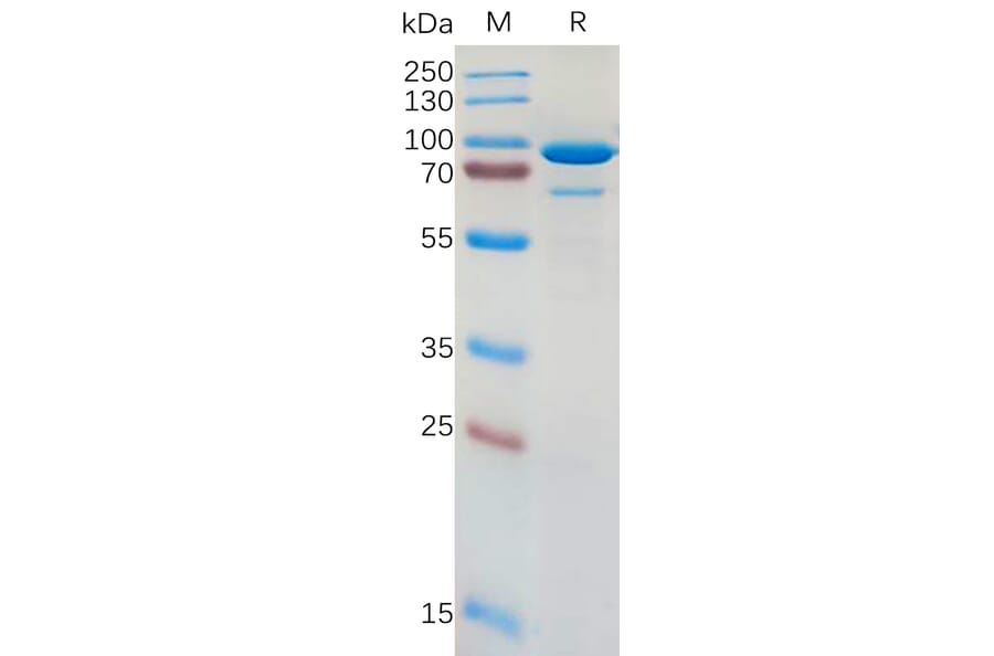 SDS-PAGE - Recombinant Human CD73 Protein (Fc Tag) (A317962) - Antibodies.com