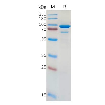 SDS-PAGE - Recombinant Human CD73 Protein (Fc Tag) (A317962) - Antibodies.com