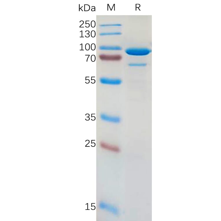 SDS-PAGE - Recombinant Human CD73 Protein (Fc Tag) (A317962) - Antibodies.com