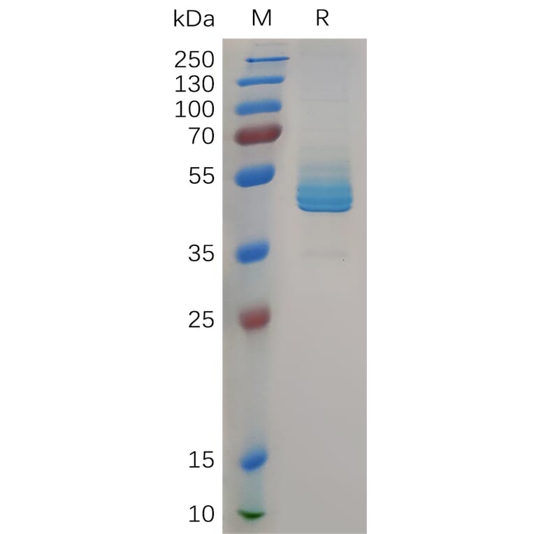 SDS-PAGE - Recombinant Human CD3 epsilon Protein (Fc Tag) (A317963) - Antibodies.com