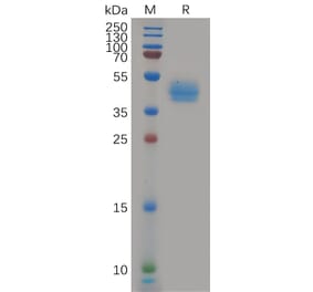 SDS-PAGE - Recombinant Human CCR7 Protein (Fc Tag) (A317966) - Antibodies.com
