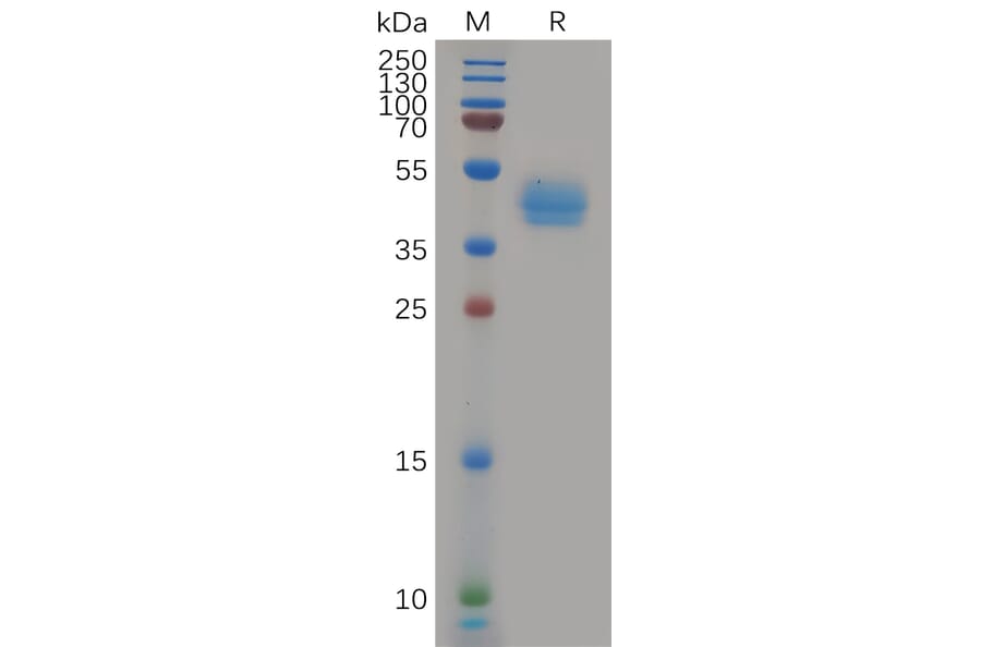 SDS-PAGE - Recombinant Human CCR7 Protein (Fc Tag) (A317966) - Antibodies.com