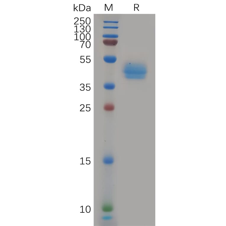 SDS-PAGE - Recombinant Human CCR7 Protein (Fc Tag) (A317966) - Antibodies.com