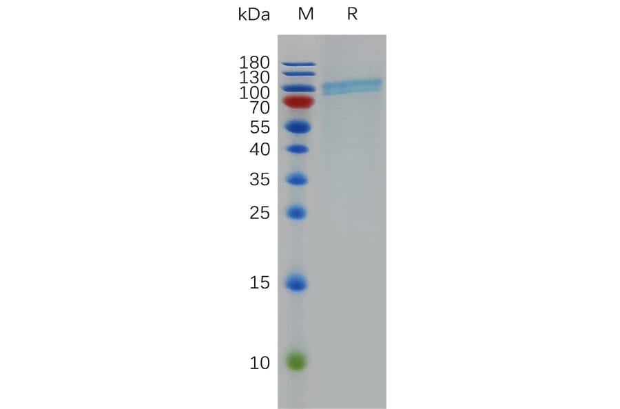 SDS-PAGE - Recombinant Human CD39 Protein (Fc Tag) (A317970) - Antibodies.com