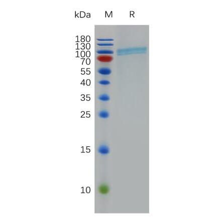 SDS-PAGE - Recombinant Human CD39 Protein (Fc Tag) (A317970) - Antibodies.com