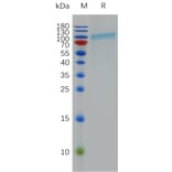 SDS-PAGE - Recombinant Human CD39 Protein (Fc Tag) (A317970) - Antibodies.com