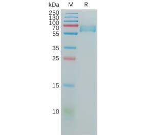 SDS-PAGE - Recombinant Human CD147 Protein (Fc Tag) (A317973) - Antibodies.com
