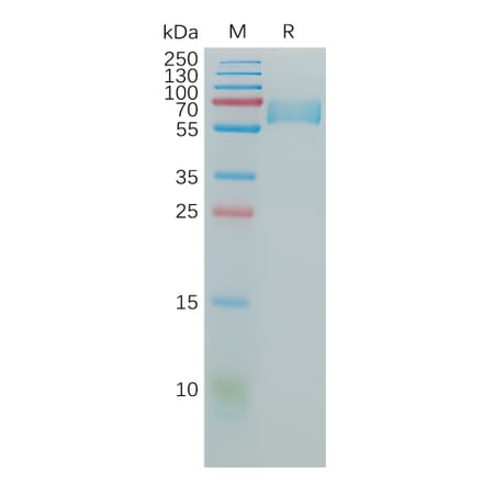 SDS-PAGE - Recombinant Human CD147 Protein (Fc Tag) (A317973) - Antibodies.com