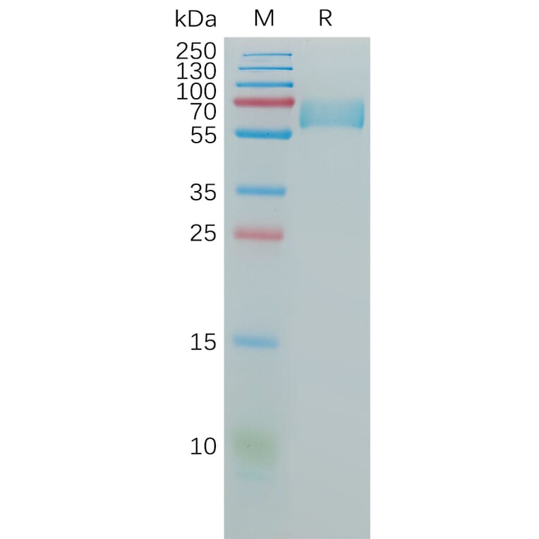 SDS-PAGE - Recombinant Human CD147 Protein (Fc Tag) (A317973) - Antibodies.com