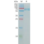 SDS-PAGE - Recombinant Human CD147 Protein (Fc Tag) (A317973) - Antibodies.com
