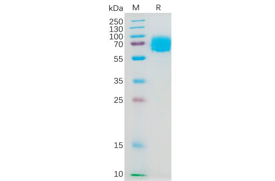 SDS-PAGE - Recombinant Human IL-4R Protein (Fc Tag) (A317975) - Antibodies.com