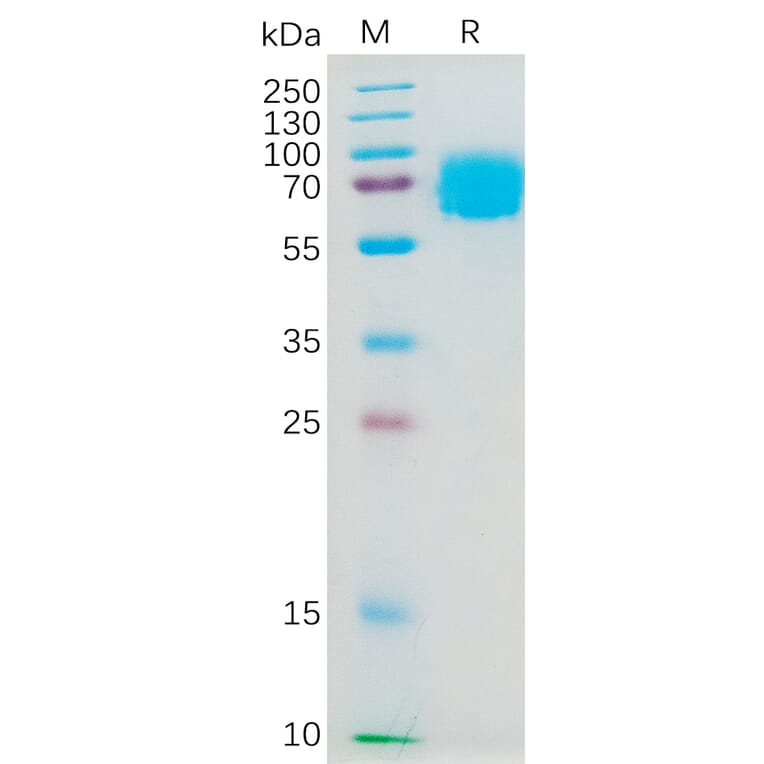SDS-PAGE - Recombinant Human IL-4R Protein (Fc Tag) (A317975) - Antibodies.com