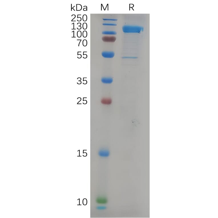 SDS-PAGE - Recombinant Human LI Cadherin Protein (6×His Tag) (A317979) - Antibodies.com