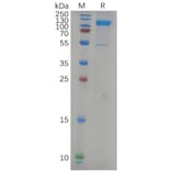 SDS-PAGE - Recombinant Human LI Cadherin Protein (6×His Tag) (A317979) - Antibodies.com