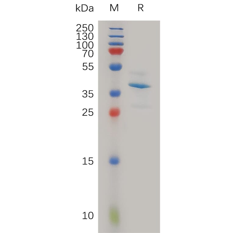 SDS-PAGE - Recombinant Human SLPI Protein (Fc Tag) (A317981) - Antibodies.com