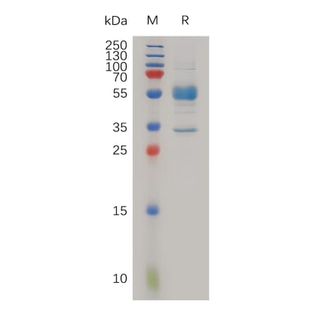 SDS-PAGE - Recombinant Human MAGP2 Protein (Fc Tag) (A317983) - Antibodies.com