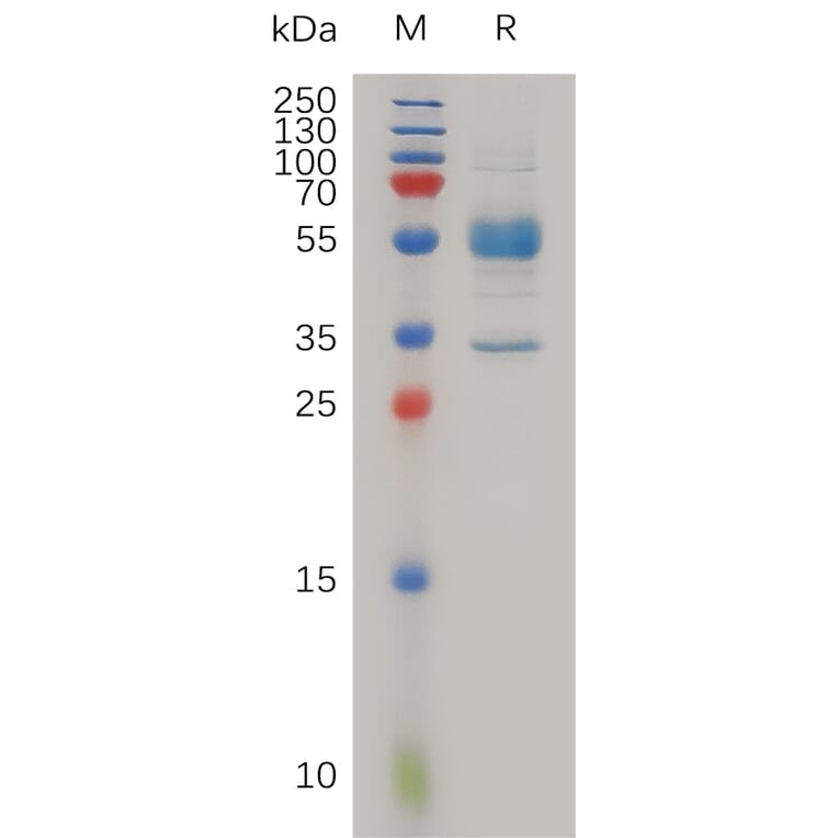 SDS-PAGE - Recombinant Human MAGP2 Protein (Fc Tag) (A317983) - Antibodies.com