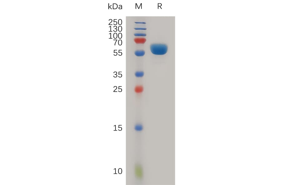 SDS-PAGE - Recombinant Human LAMP5 Protein (Fc Tag) (A317984) - Antibodies.com