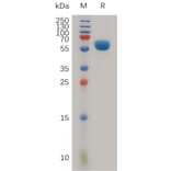 SDS-PAGE - Recombinant Human LAMP5 Protein (Fc Tag) (A317984) - Antibodies.com