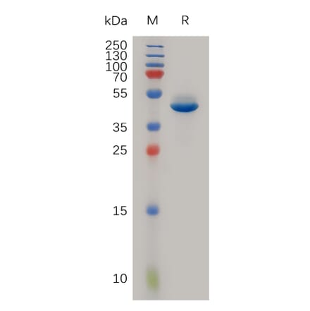 SDS-PAGE - Recombinant Human Neurotensin Protein (Fc Tag) (A317985) - Antibodies.com