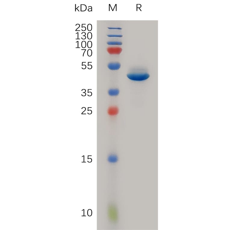 SDS-PAGE - Recombinant Human Neurotensin Protein (Fc Tag) (A317985) - Antibodies.com