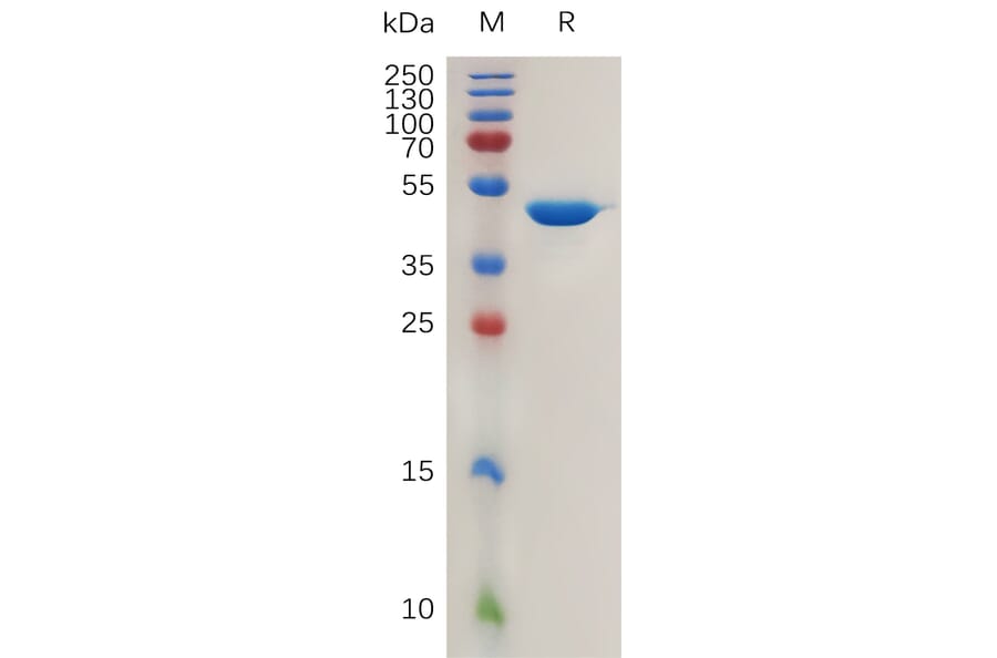SDS-PAGE - Recombinant Human Interferon alpha 1 Protein (Fc Tag) (A317991) - Antibodies.com