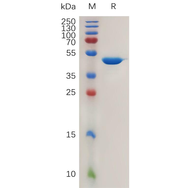 SDS-PAGE - Recombinant Human Interferon alpha 1 Protein (Fc Tag) (A317991) - Antibodies.com