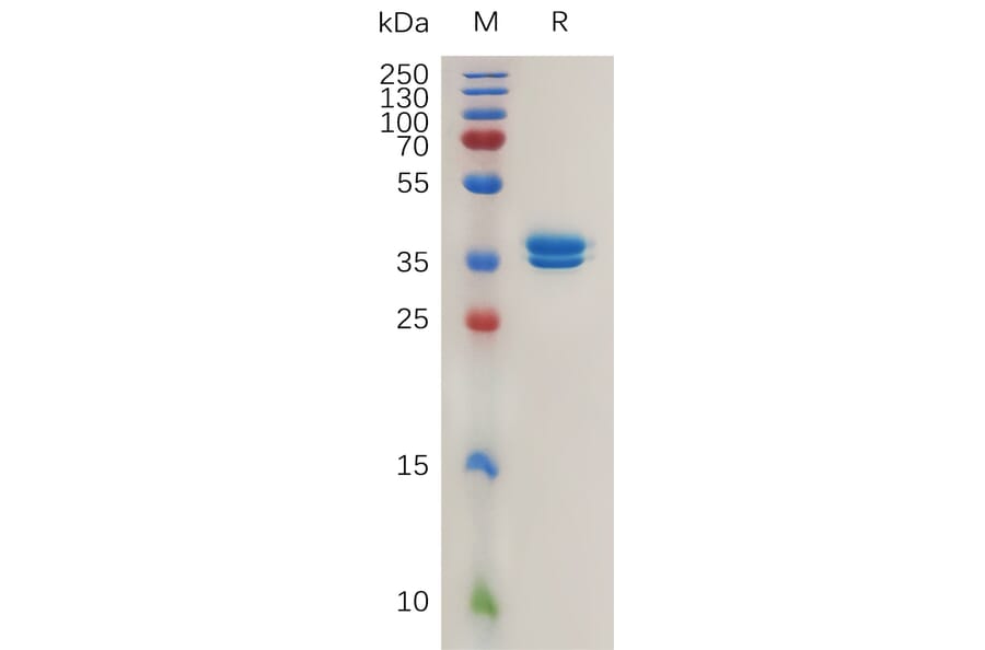 SDS-PAGE - Recombinant Human MCEMP1 Protein (Fc Tag) (A317992) - Antibodies.com