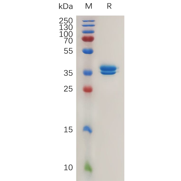 SDS-PAGE - Recombinant Human MCEMP1 Protein (Fc Tag) (A317992) - Antibodies.com