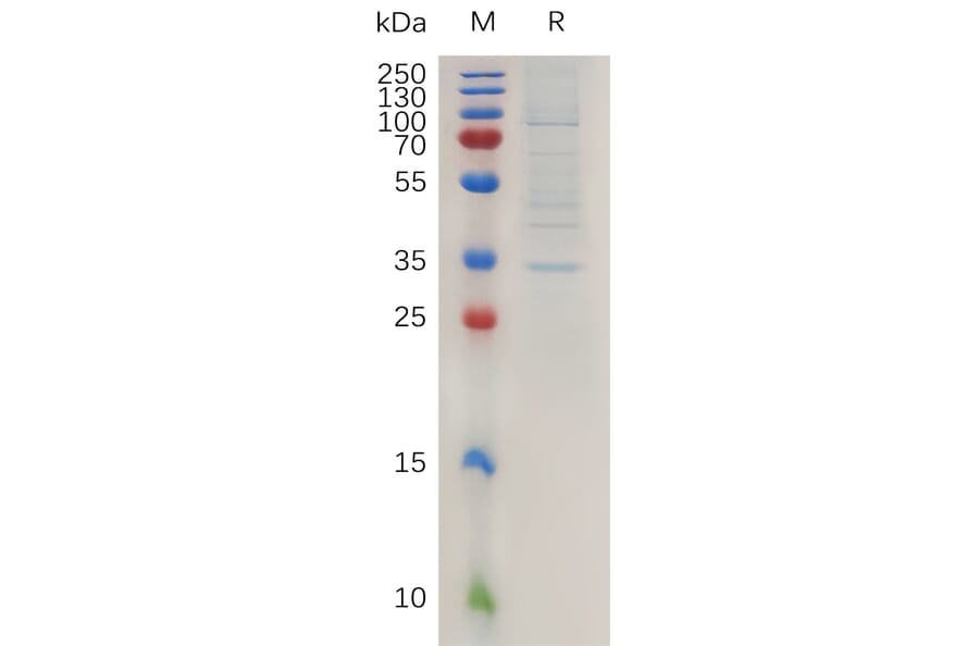 SDS-PAGE - Recombinant Human Claudin 2 Protein (Fc Tag) (A317993) - Antibodies.com