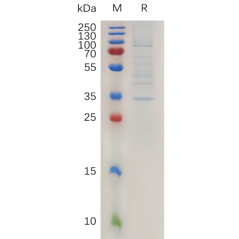 SDS-PAGE - Recombinant Human Claudin 2 Protein (Fc Tag) (A317993) - Antibodies.com