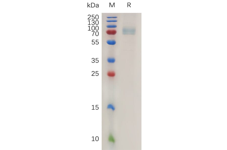 SDS-PAGE - Recombinant Human CD19 Protein (Fc Tag) (A317994) - Antibodies.com
