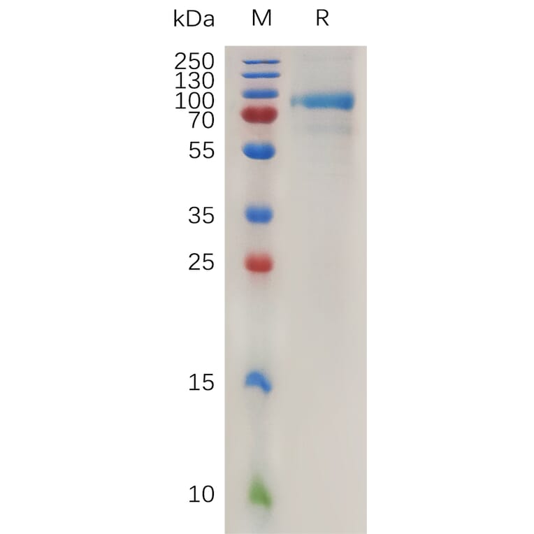 SDS-PAGE - Recombinant Human Quiescin Q6 Protein (6×His Tag) (A317997) - Antibodies.com