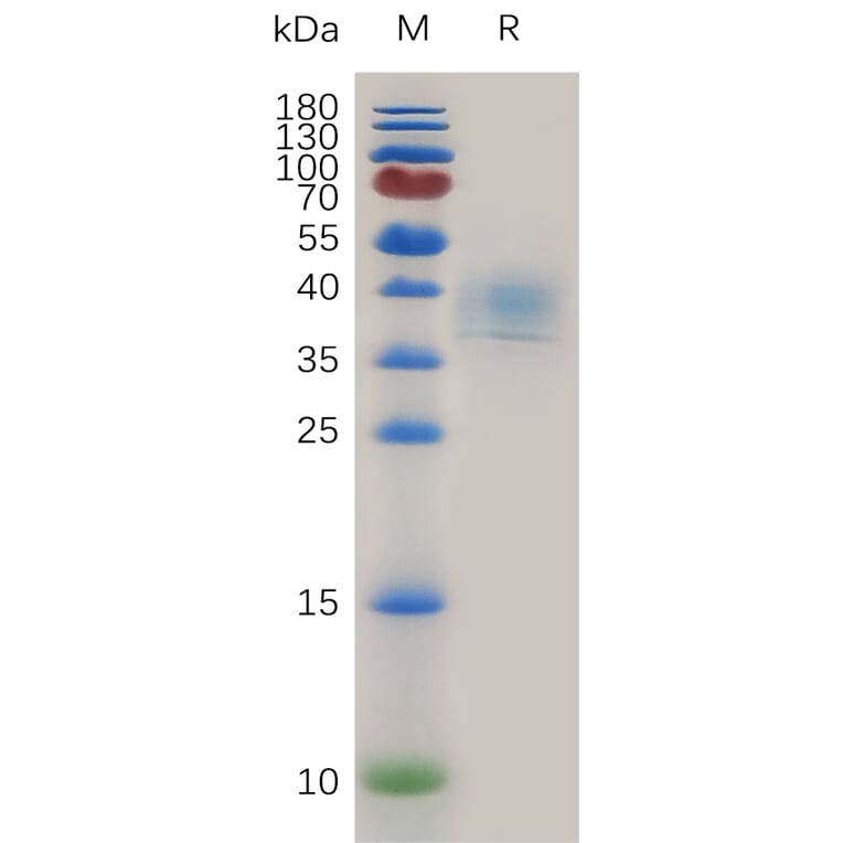 SDS-PAGE - Recombinant Human CD52 Protein (Fc Tag) (A317999) - Antibodies.com