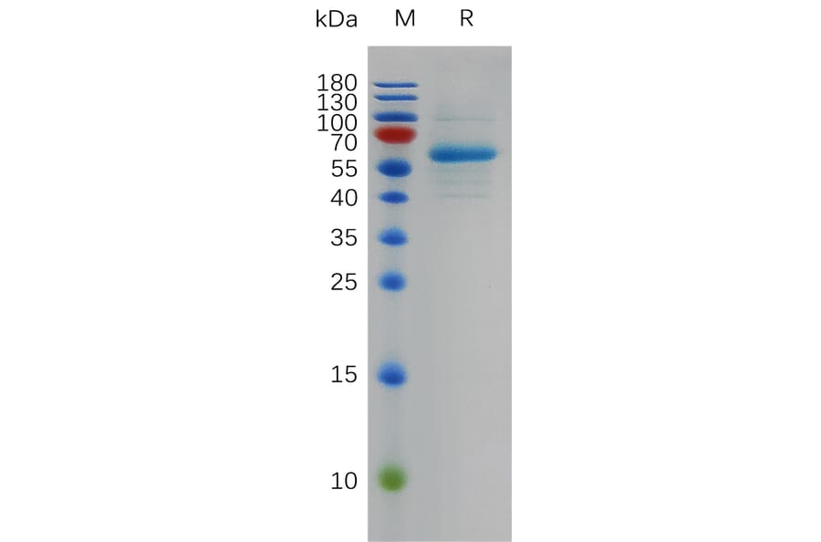 SDS-PAGE - Recombinant SARS-CoV-2 Spike Glycoprotein RBD (Omicron BA.2 Variant) (Fc Tag) (A318002) - Antibodies.com