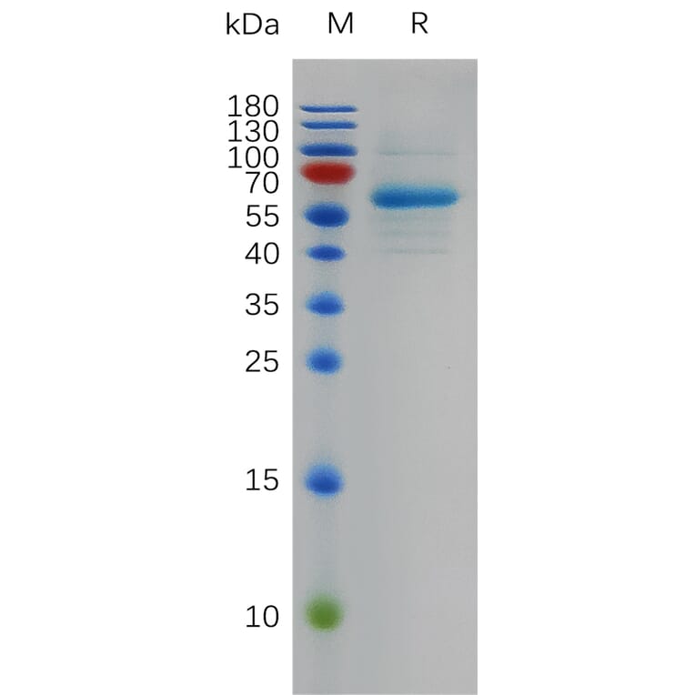 SDS-PAGE - Recombinant SARS-CoV-2 Spike Glycoprotein RBD (Omicron BA.2 Variant) (Fc Tag) (A318002) - Antibodies.com