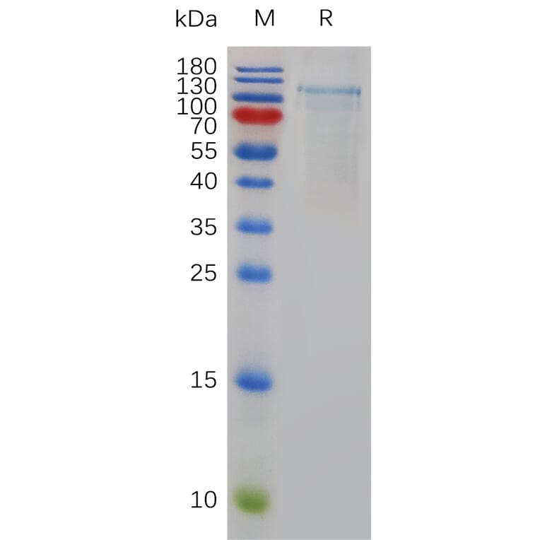 SDS-PAGE - Recombinant Human ADAMTS1 Protein (6×His Tag) (A318003) - Antibodies.com