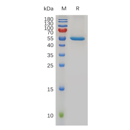 SDS-PAGE - Recombinant Human FGF21 Protein (Fc Tag) (A318005) - Antibodies.com