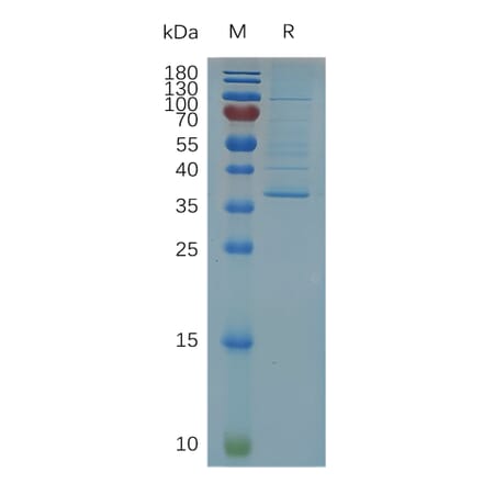 SDS-PAGE - Recombinant Human Claudin 5 Protein (Fc Tag) (A318011) - Antibodies.com