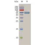 SDS-PAGE - Recombinant Human RNF43 Protein (Fc Tag) (A318012) - Antibodies.com