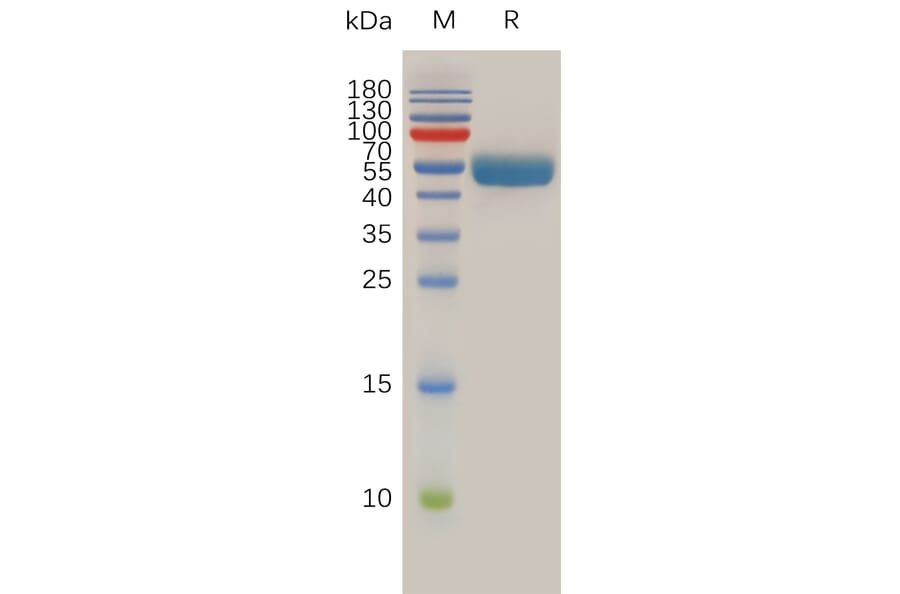SDS-PAGE - Recombinant Human RNF43 Protein (Fc Tag) (A318013) - Antibodies.com