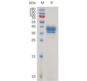 SDS-PAGE - Recombinant Human GPCR GPR55 Protein (Fc Tag) (A318016) - Antibodies.com