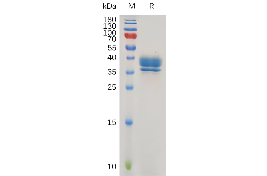 SDS-PAGE - Recombinant Human GPCR GPR55 Protein (Fc Tag) (A318016) - Antibodies.com
