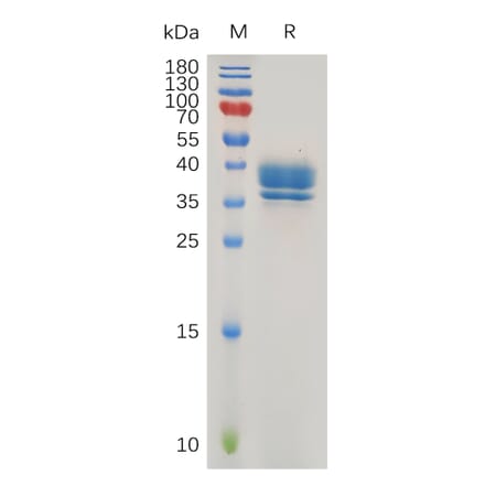 SDS-PAGE - Recombinant Human GPCR GPR55 Protein (Fc Tag) (A318016) - Antibodies.com