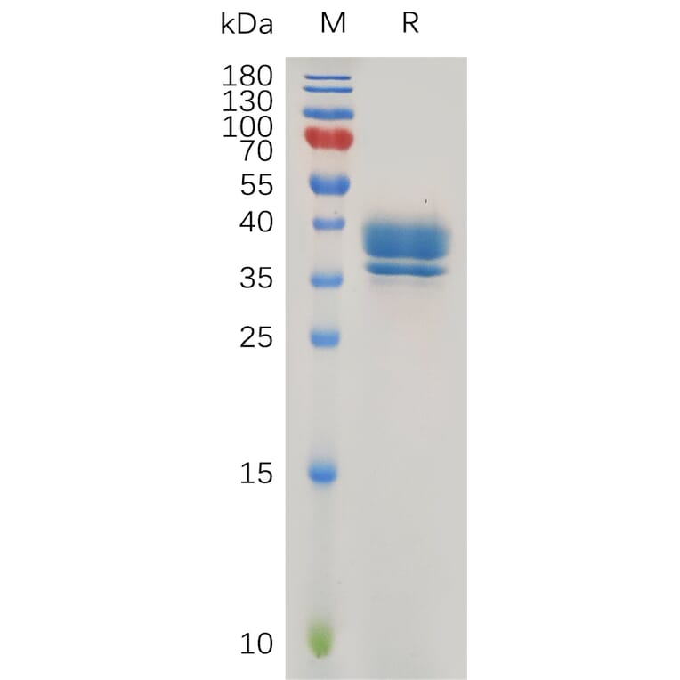 SDS-PAGE - Recombinant Human GPCR GPR55 Protein (Fc Tag) (A318016) - Antibodies.com