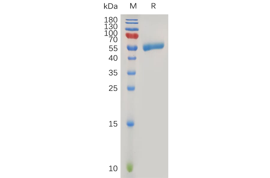 SDS-PAGE - Recombinant Human CLEC4C Protein (Fc Tag) (A318017) - Antibodies.com