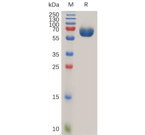 SDS-PAGE - Recombinant Human Tissue Factor Protein (Fc Tag) (A318021) - Antibodies.com